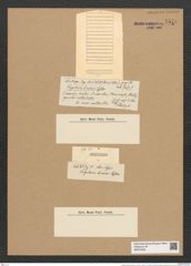 Fragilaria linearis Castrac. (de-Toni-Nr.: Genus 73, Species 2729) Zeichnungen Sammlung Grunow Nr. 5578 (NHMW-BOT-W0374048)